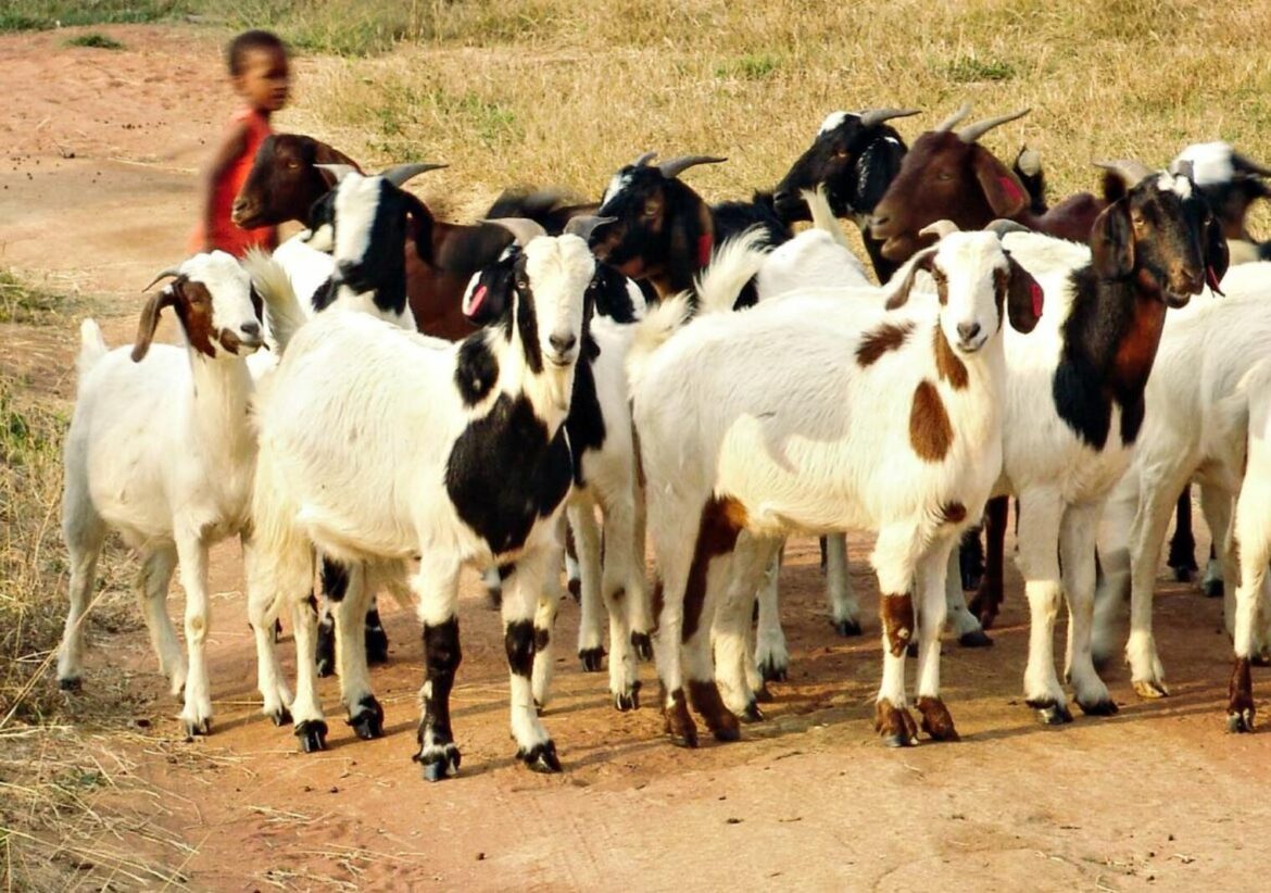 transhumance des ruminants