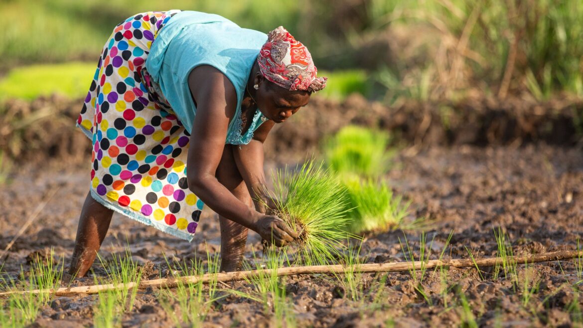 Semences végétales et plants